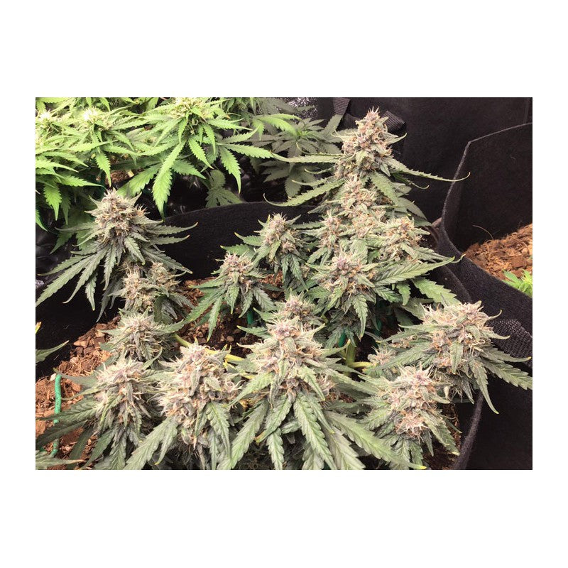 Auto Desfran x3 - Dutch Passion