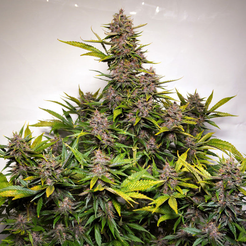 Auto Forbidden Cherry x3 - Dutch Passion