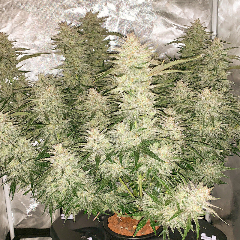 Auto Glueberry O.G x3 - Dutch Passion