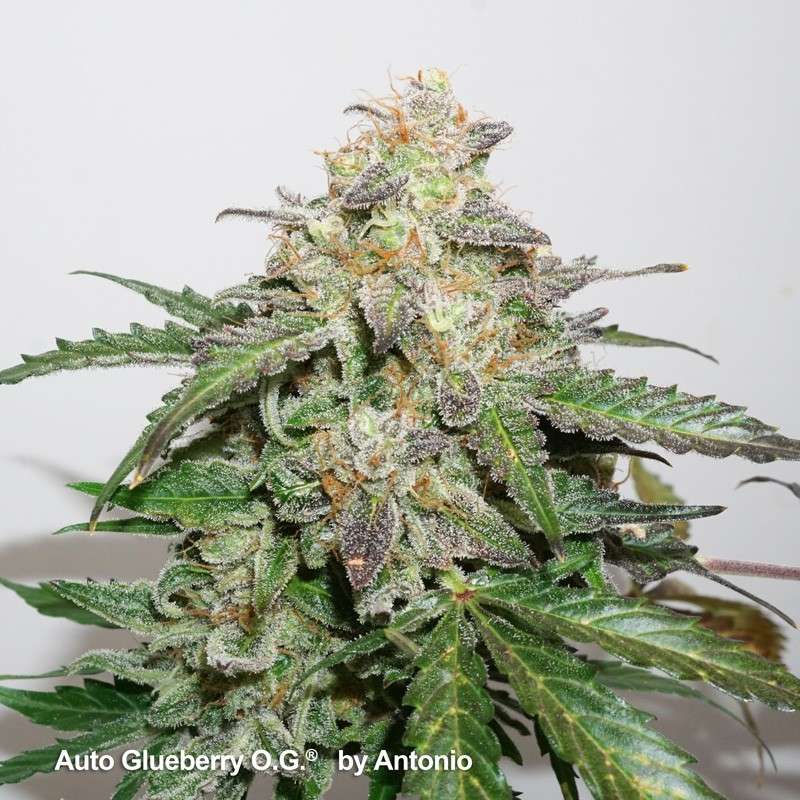 Auto Glueberry O.G x3 - Dutch Passion