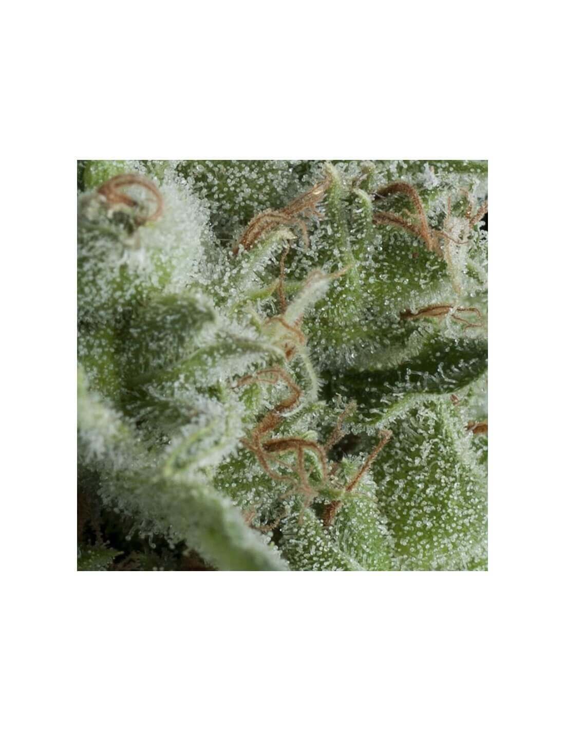 Auto Kryptonite x 3 +1 -Pyramid Seeds