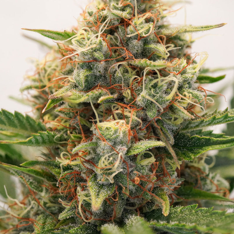 Auto MAC #1 x3 - Dutch Passion