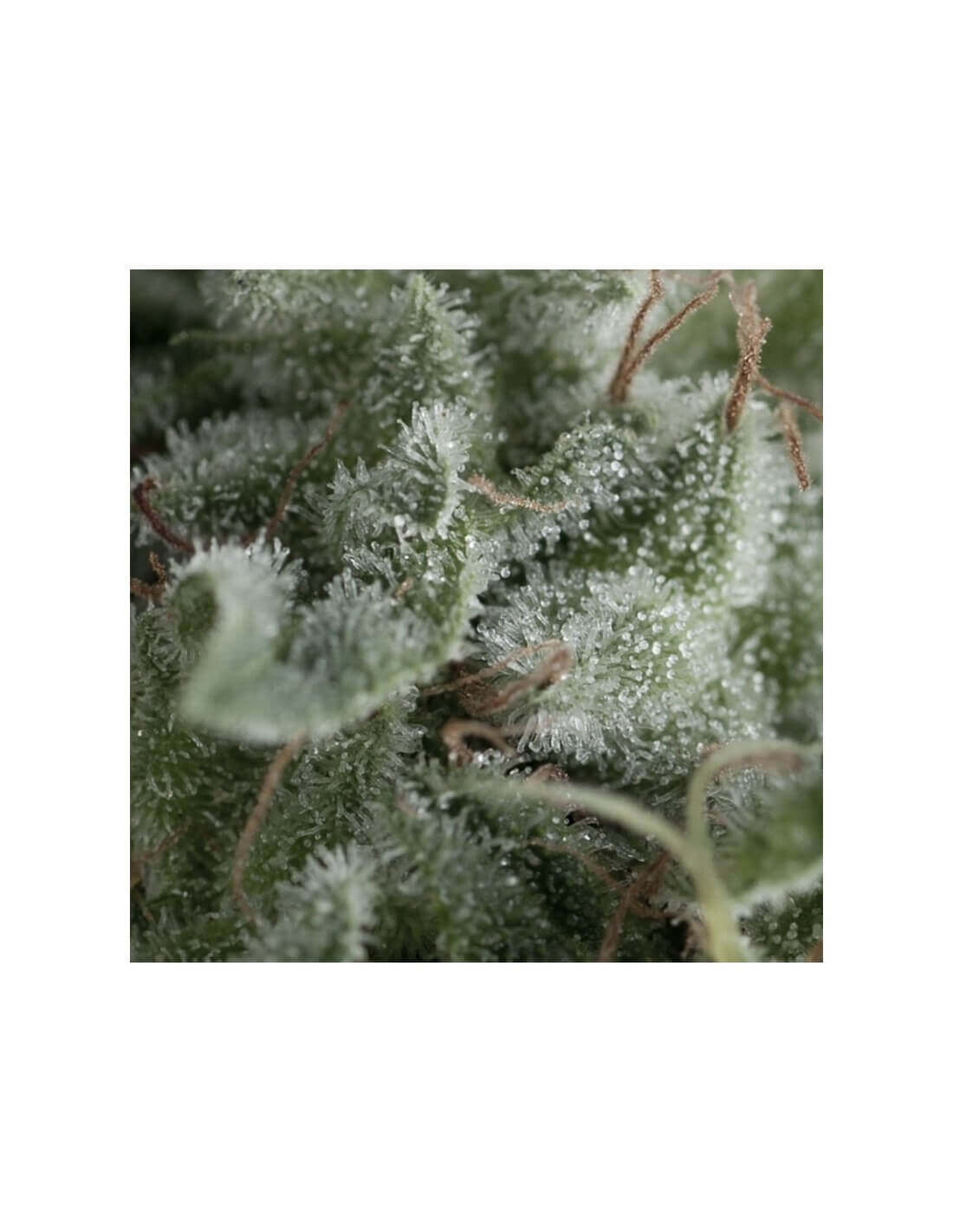 Auto Nefertiti x3+1 -Pyramid Seeds