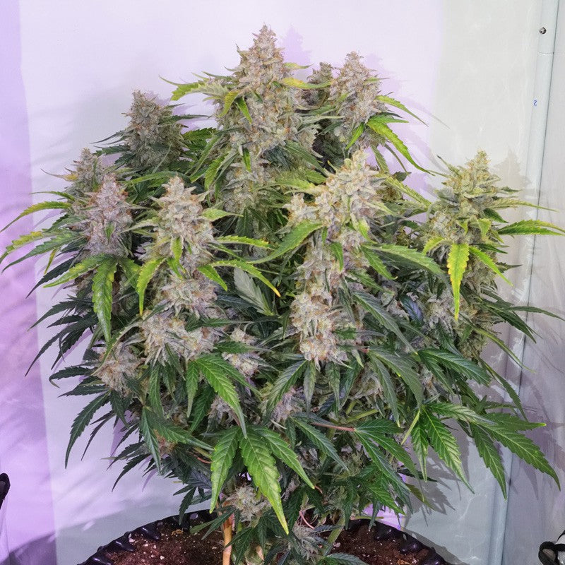 Auto Skywalker Haze x3 - Dutch Passion