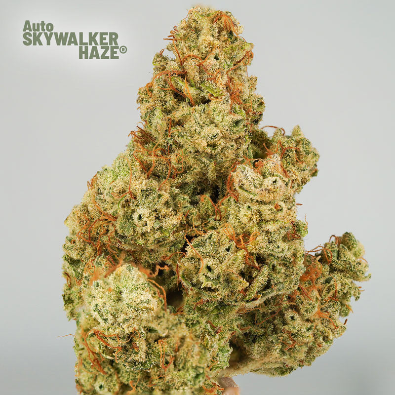 Auto Skywalker Haze x3 - Dutch Passion