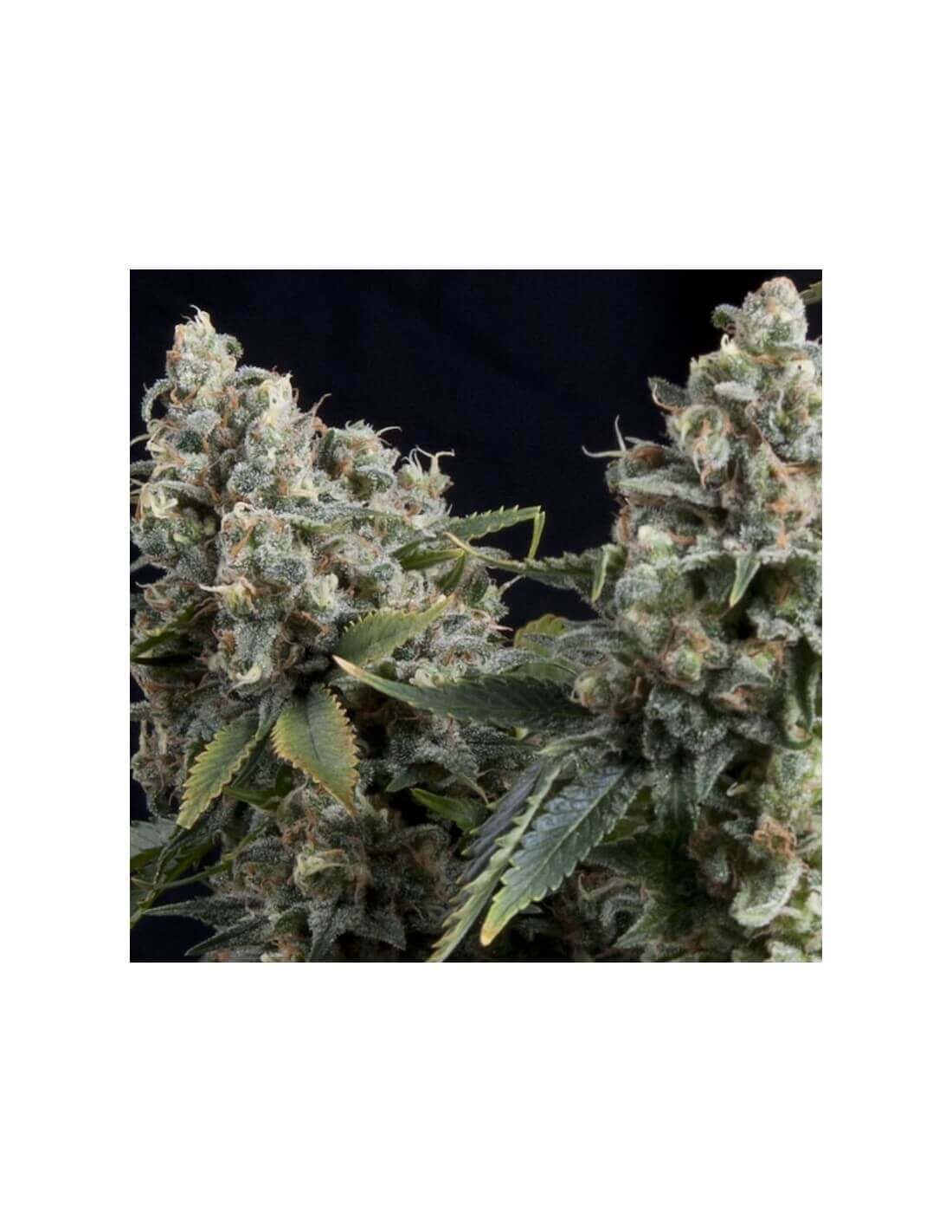 Auto Tutankhamon x 3+1 -Pyramid Seeds