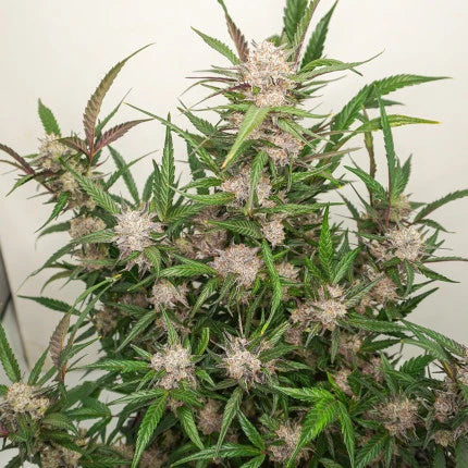 Auto Mimosa Punch x3 - Dutch Passion