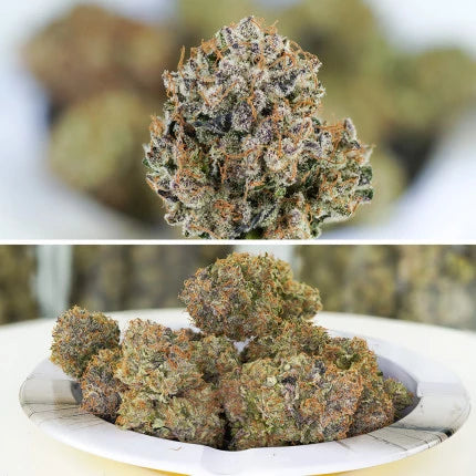 Auto Mimosa Punch x3 - Dutch Passion