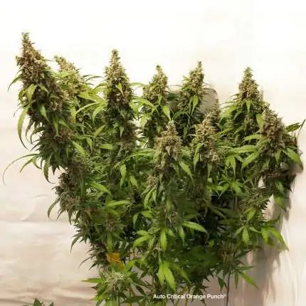 Auto Critical Orange Punch x25 - Dutch Passion