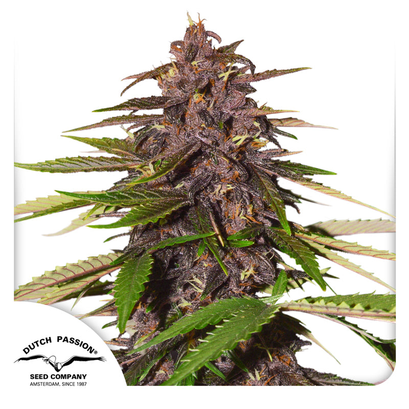 Auto Forbidden Cherry x3 - Dutch Passion