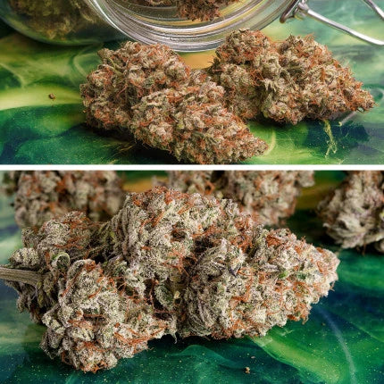 Auto Melonade Runtz x25 - Dutch Passion