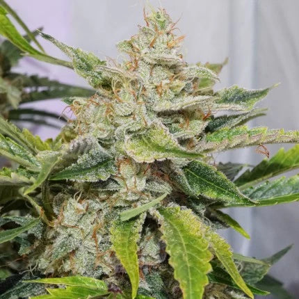 Auto Skywalker Haze x25 - Dutch Passion
