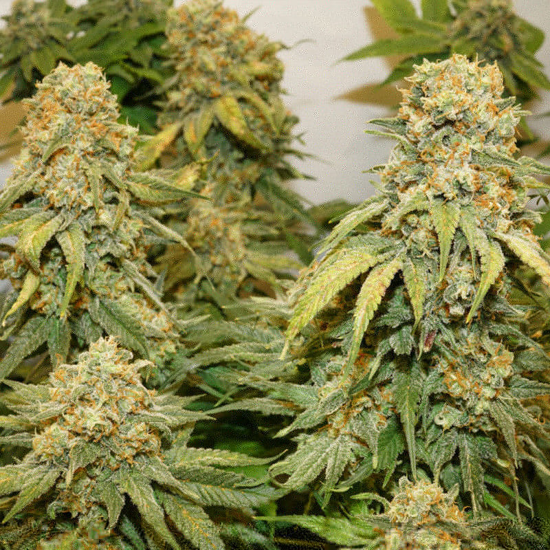 Banana Blaze Fem x3 - Dutch Passion