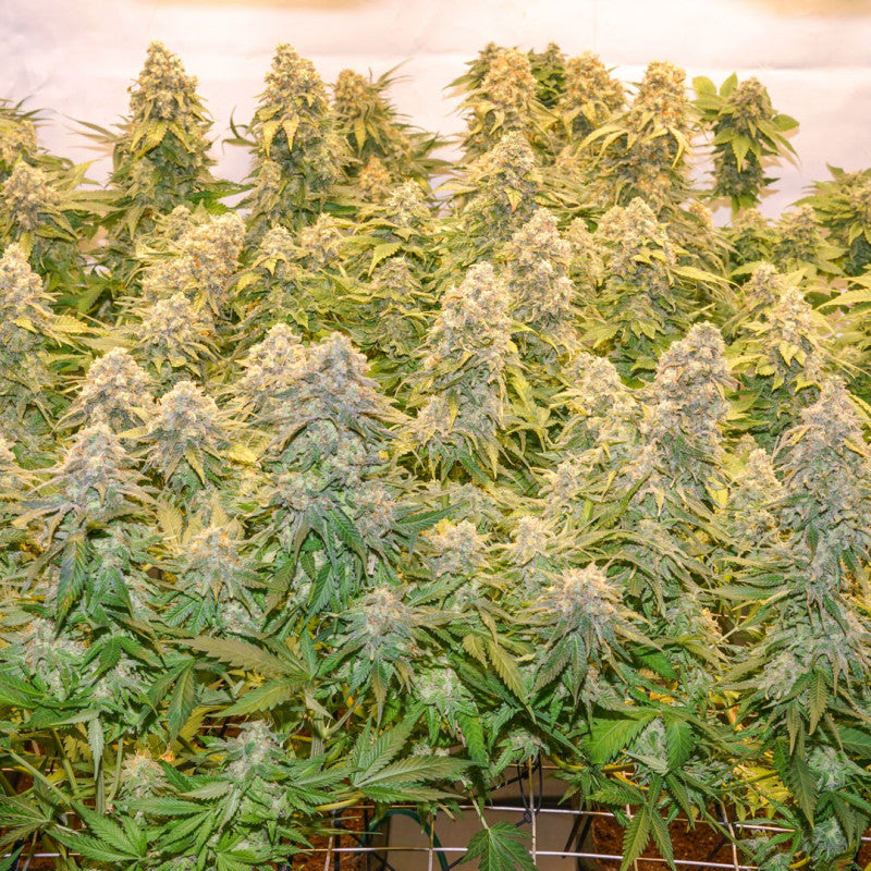 Banana Blaze Fem x3 - Dutch Passion