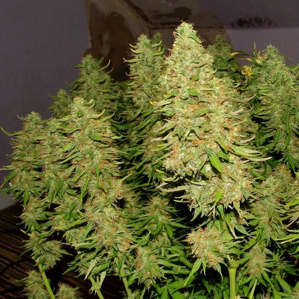 Blue Auto Mazar x3 - Dutch Passion