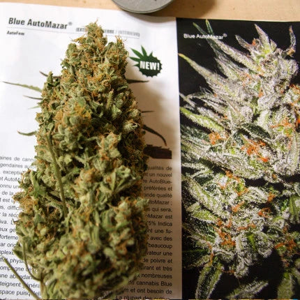 Blue Auto Mazar x3 - Dutch Passion