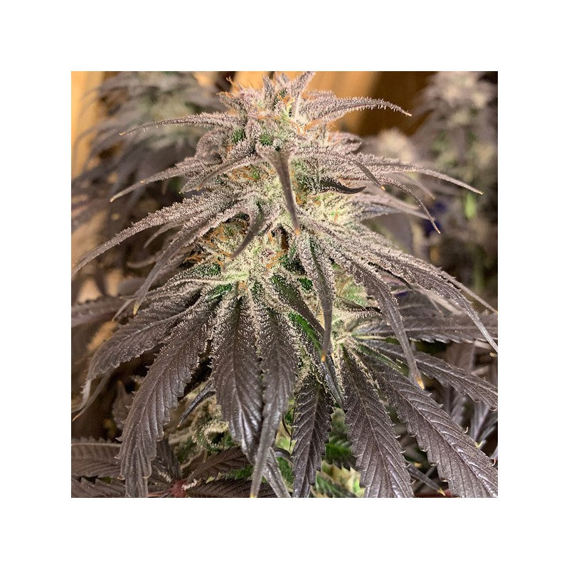 Bubba Island Kush Fem X3 - Dutch Passion