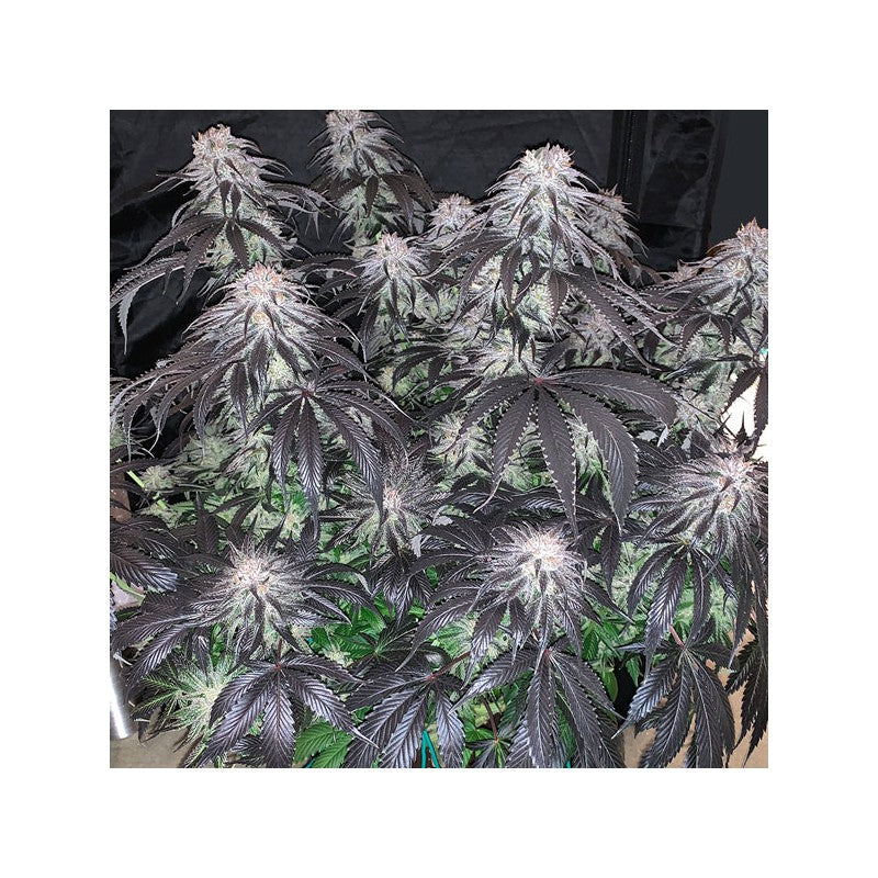 Bubba Island Kush Fem X3 - Dutch Passion