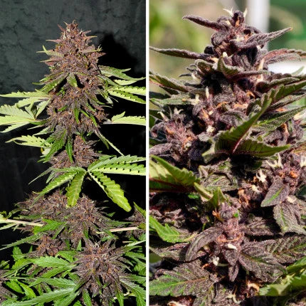 CBD Auto Blackberry Kush x3 - Dutch Passion