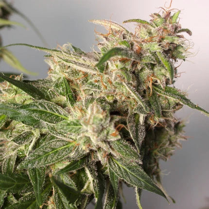CBD Auto Charlotte’s Angel x3 - Dutch Passion