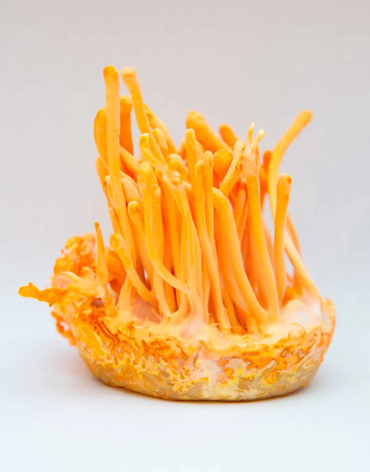 Vitaliza (Cordyceps militaris) - Extracto Mycobotanico Adaptogeno - Mycovitae
