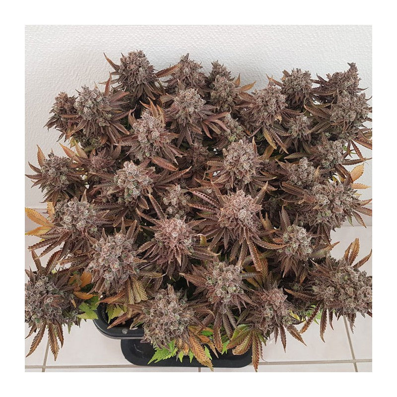 Critical Orange Punch Fem x3 - Dutch Passion