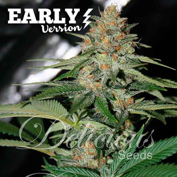 Delicious Candy Early Version x100 - Delicious Seeds