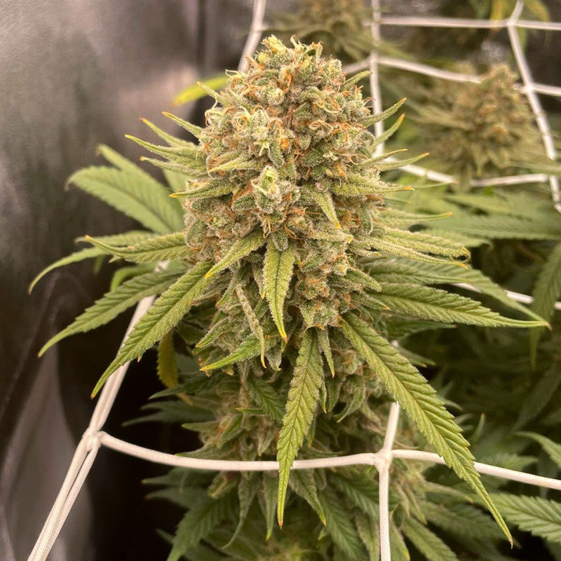 Desfran Fem x3 - Dutch Passion