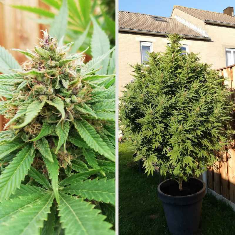 Durban Poison Fem x3 - Dutch Passion