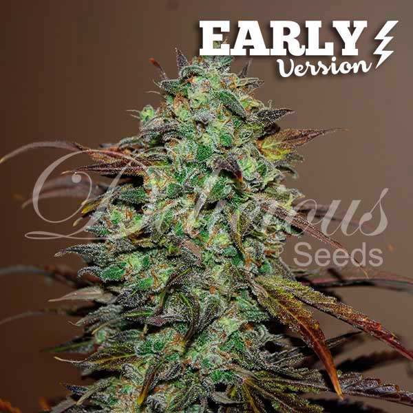 Eleven Roses Early Version x100 - Delicious Seeds