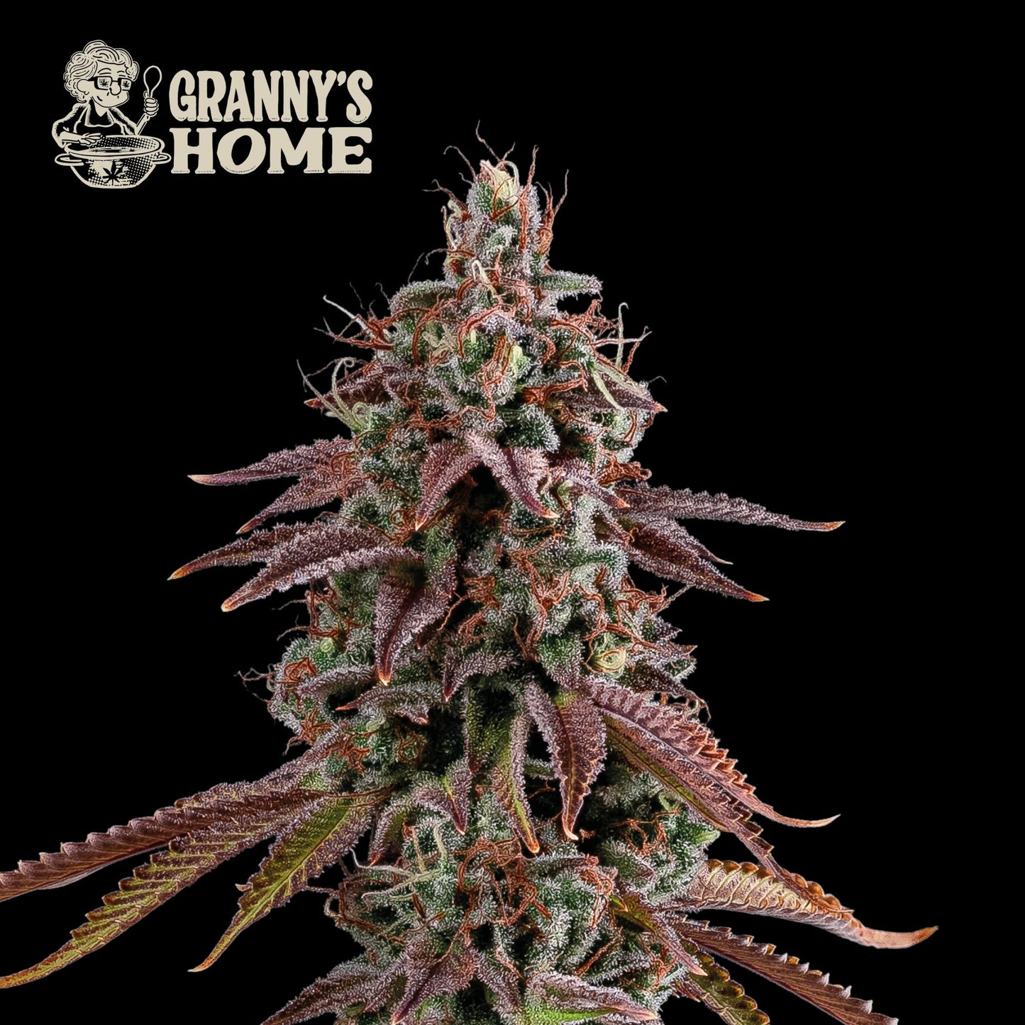 Granny’s Home Fem - Promo 3+2 Semillas - Seedstockers
