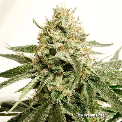 Ice Cream Haze Fem x3