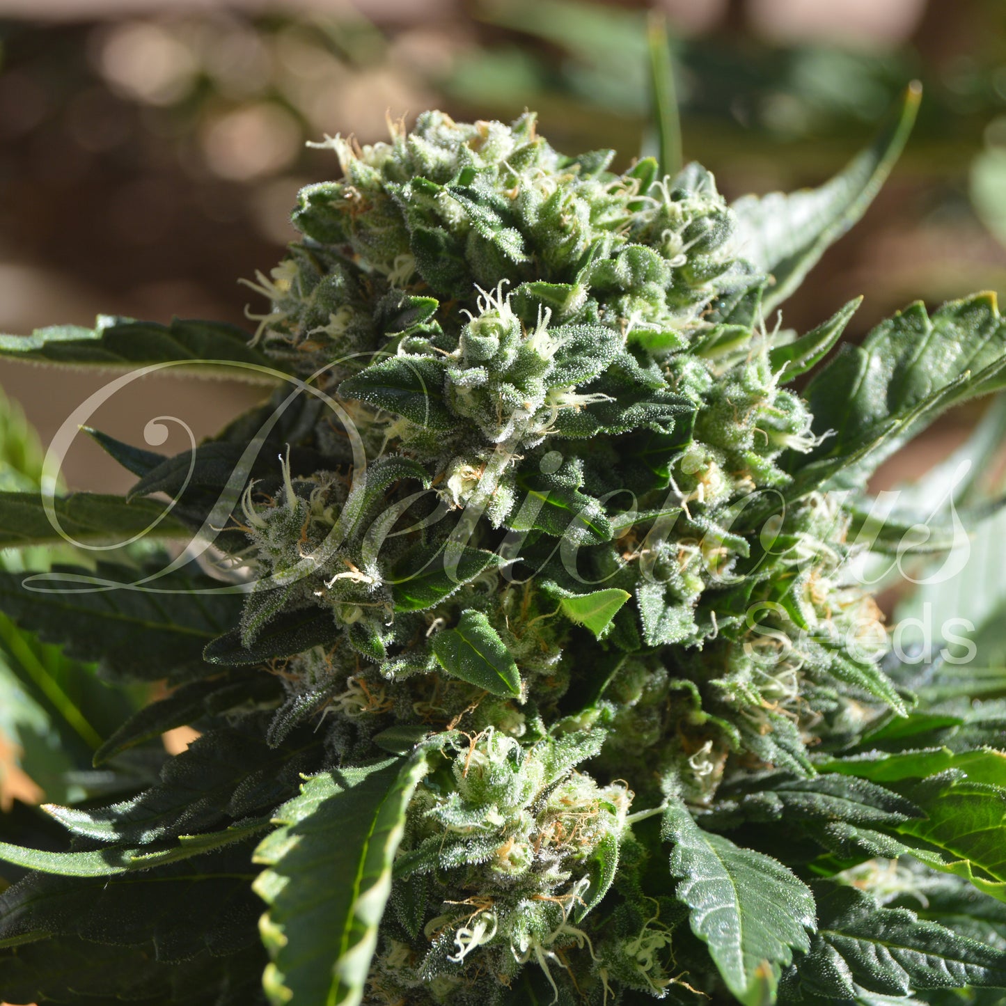 IL Diavolo Auto x3 - Delicious Seeds