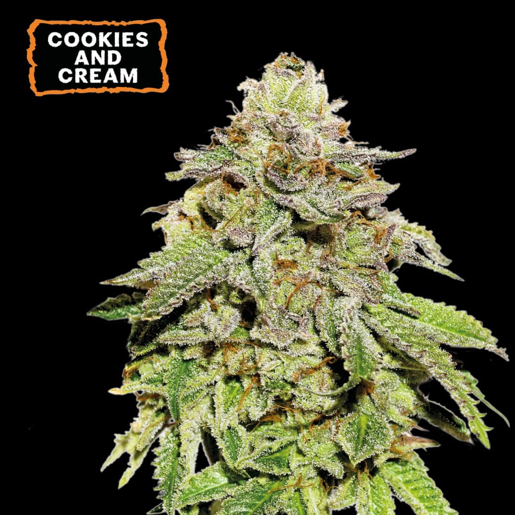 Cookies and Cream Auto x3- Seedstockers HASTA AGOTAR STOCK