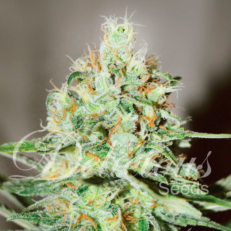 Jagg Kush Fem x3 - Delicious Seeds