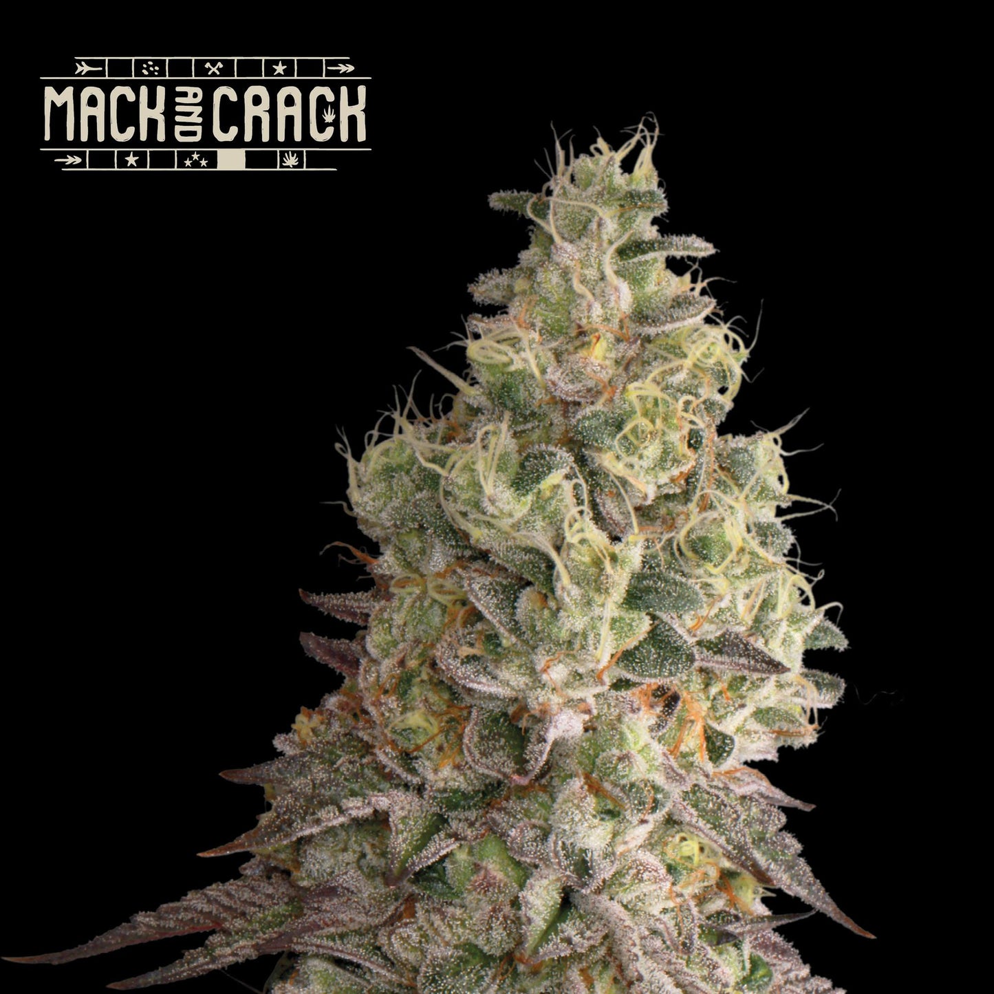 Mack & Crack Auto - Promo 3+2 Semillas - Seedstockers