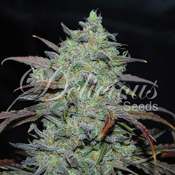 Marmalate Fem x100 - Delicious Seeds