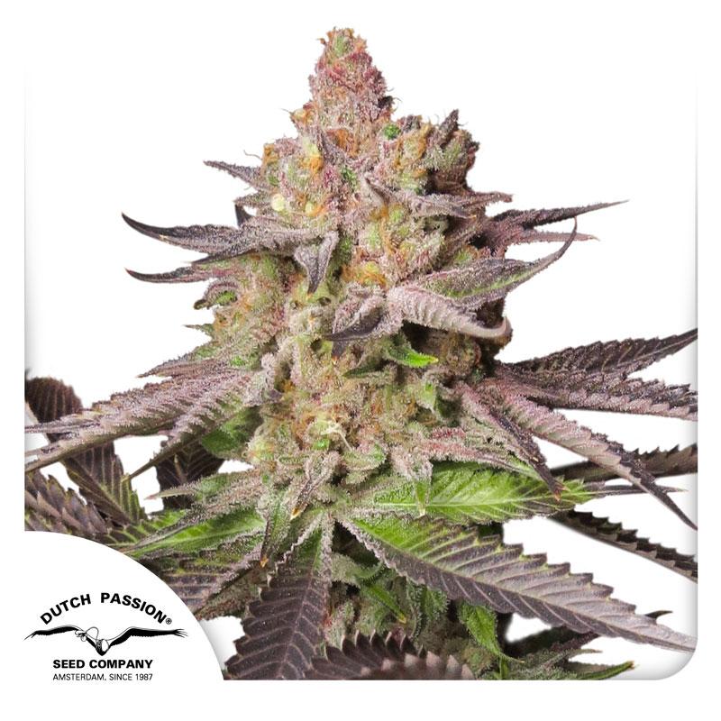 Melonade Runtz Fem x3 - Dutch Passion 2x1