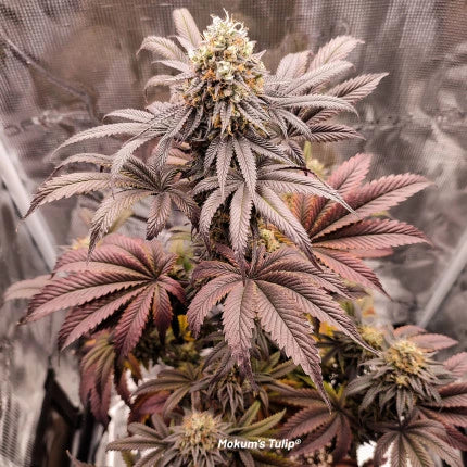 Mokum’s Tulip Fem x3