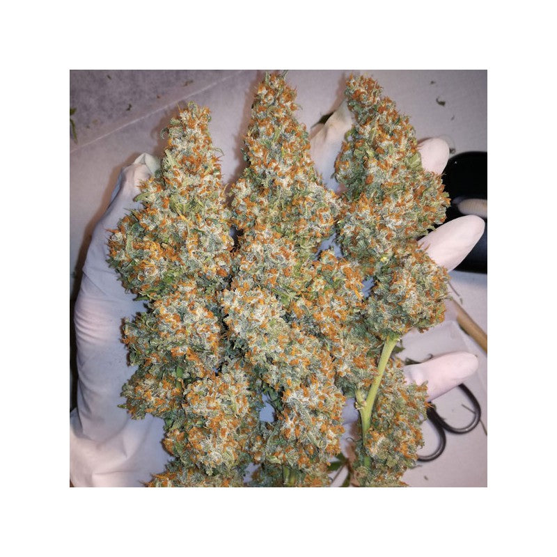 Orange Hill Special Fem x3 - Dutch Passion