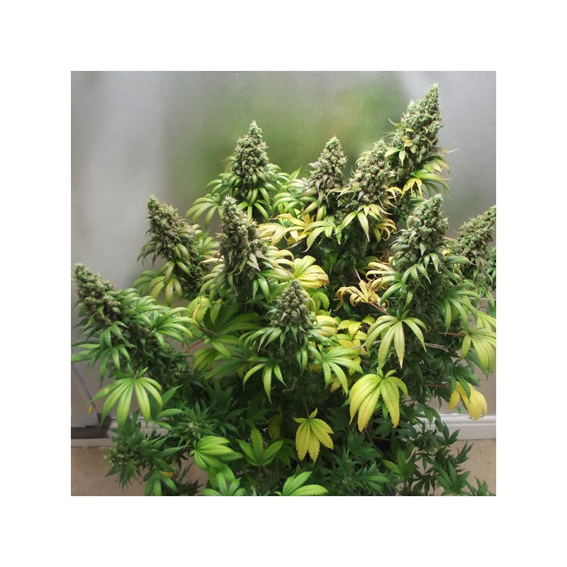Orange Hill Special Fem x3 - Dutch Passion