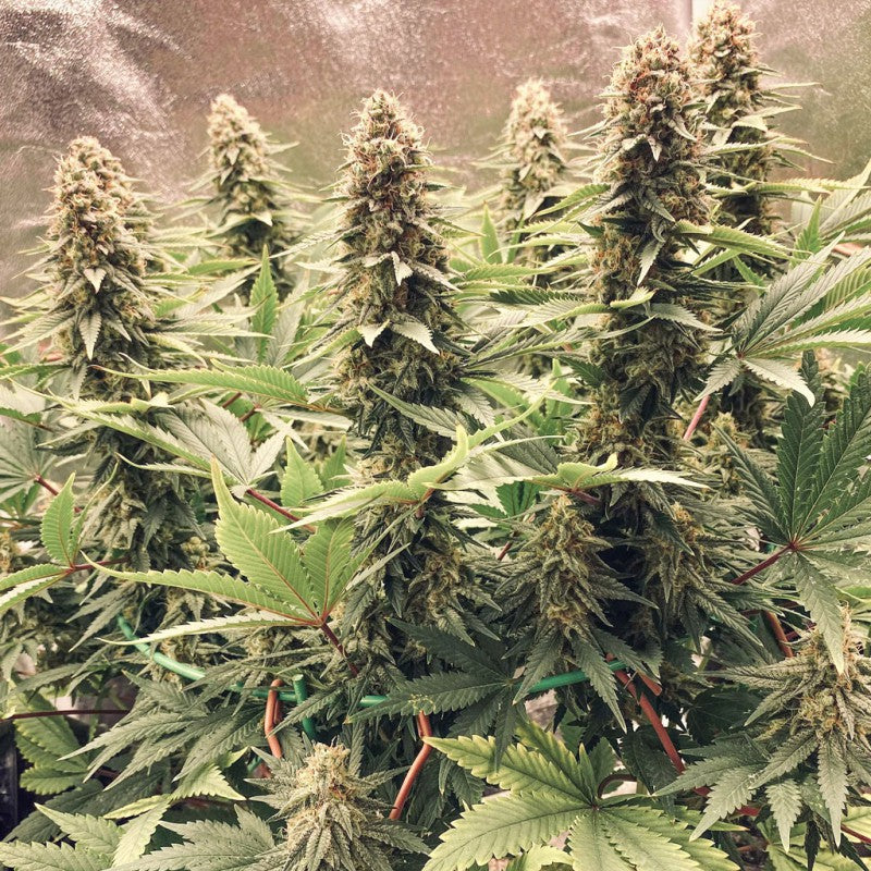 Power Plant Fem x3 - Dutch Passion