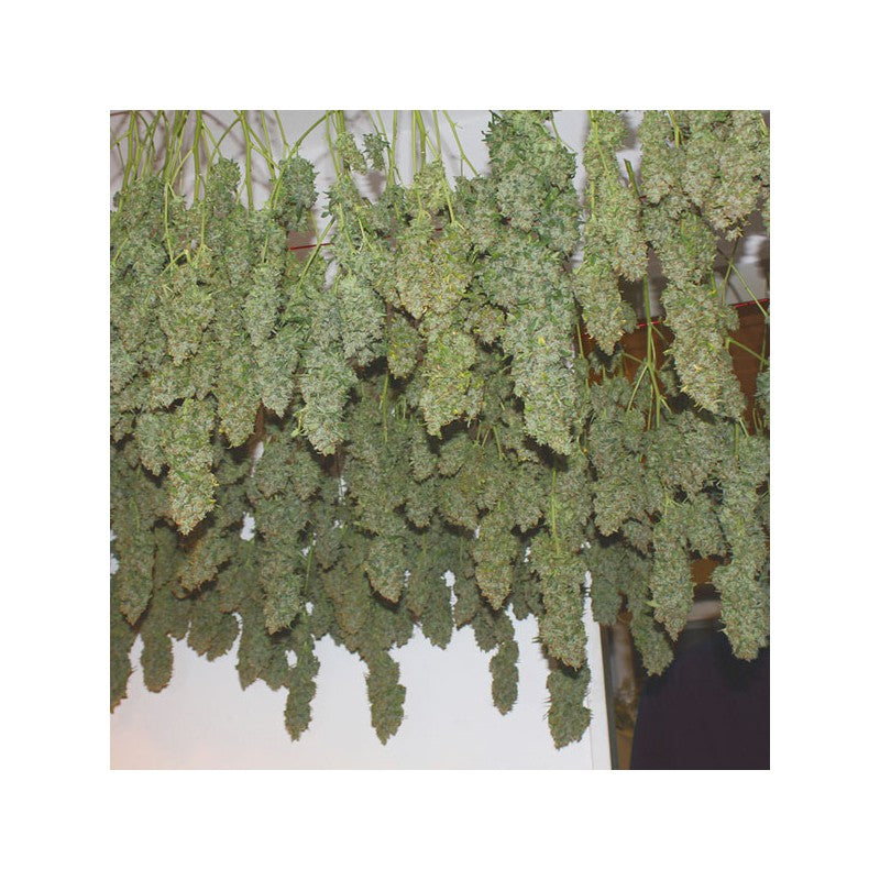 Power Plant Fem x3 - Dutch Passion
