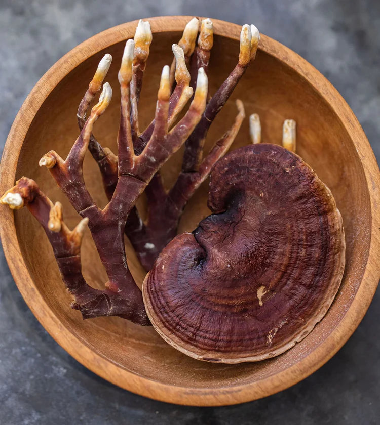 Somnus (Reishi) - Extracto Mycobotanico Adaptogeno - Mycovitae
