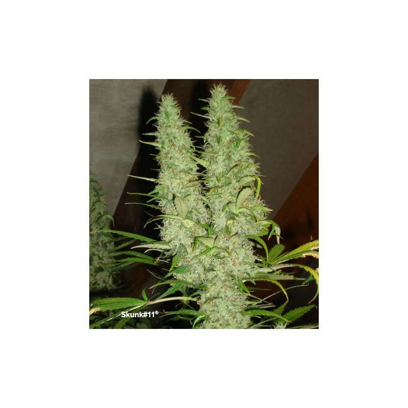 Skunk #11 Fem x3 - Dutch Passion