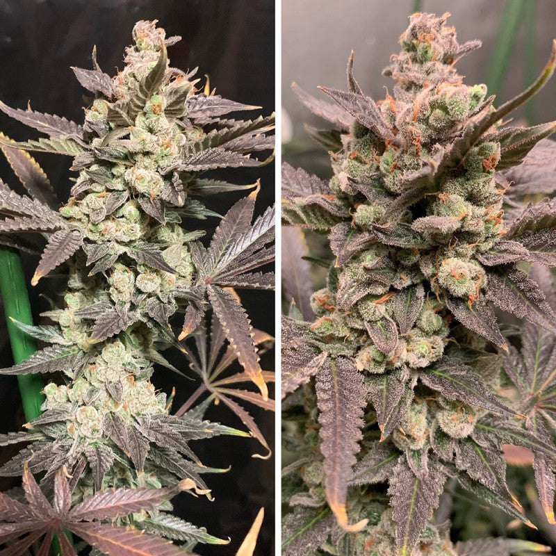 Skywalker Haze Fem x3 - Dutch Passion