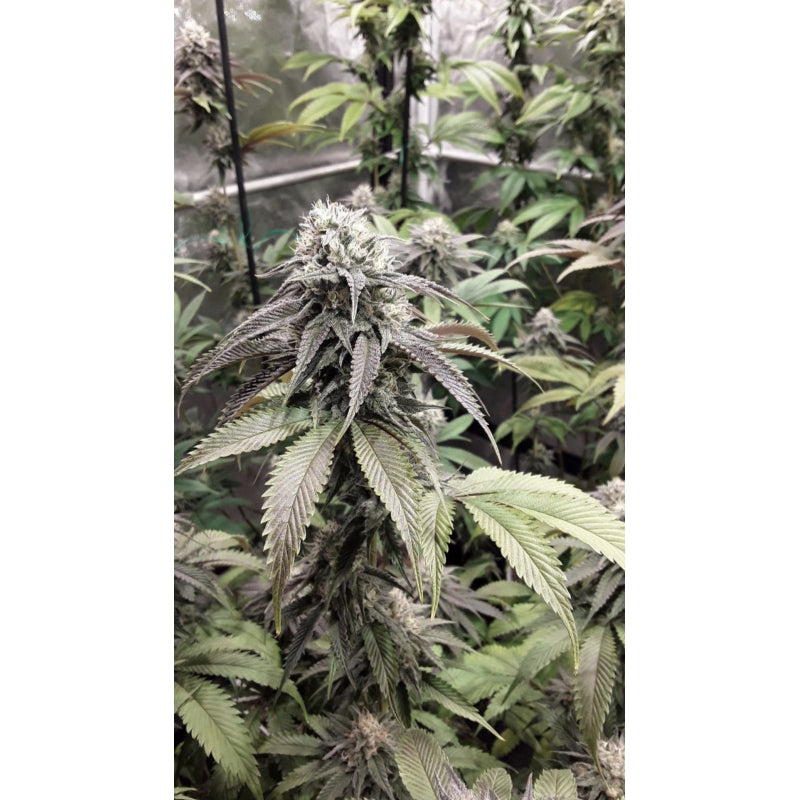 STRAWBERRY COOKIES FEM - SUPER SATIVA SEEDS