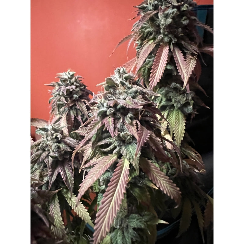STRAWBERRY COOKIES FEM - SUPER SATIVA SEEDS