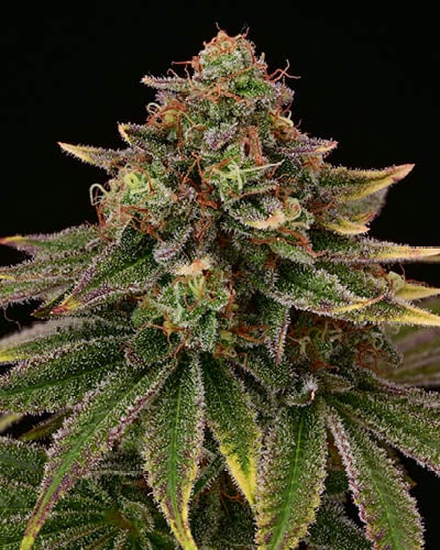 Tropical Zmoothie Fem - Promo 3+2 Semillas- Seedstockers