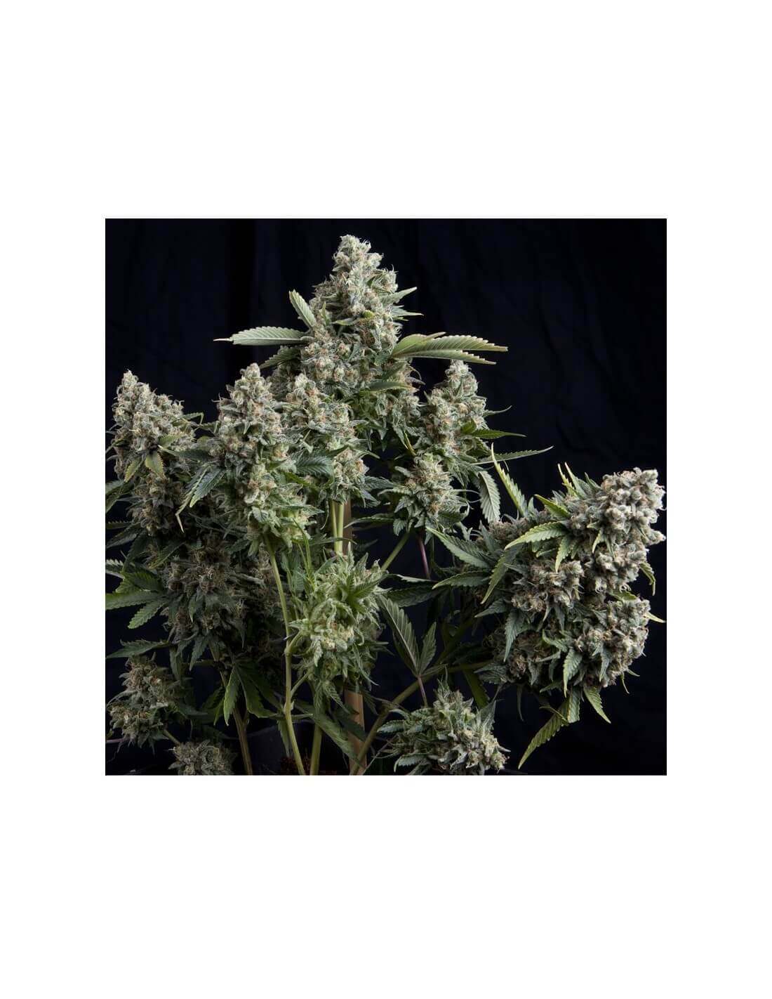 Tutankhamon Fem x3 +1 - Pyramid Seeds